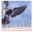 TEL ÖRGÜ - DİKENLİ TELLER - Kuş Kovucu Kuş Kondurmaz Kuş Önleyici Dikenli Tel - 30 cm